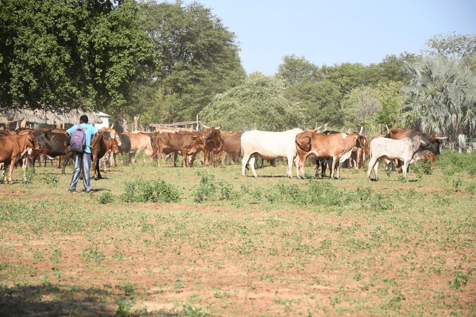 Holistic Land and Livestock Management addresses societal challenges in Hwange district