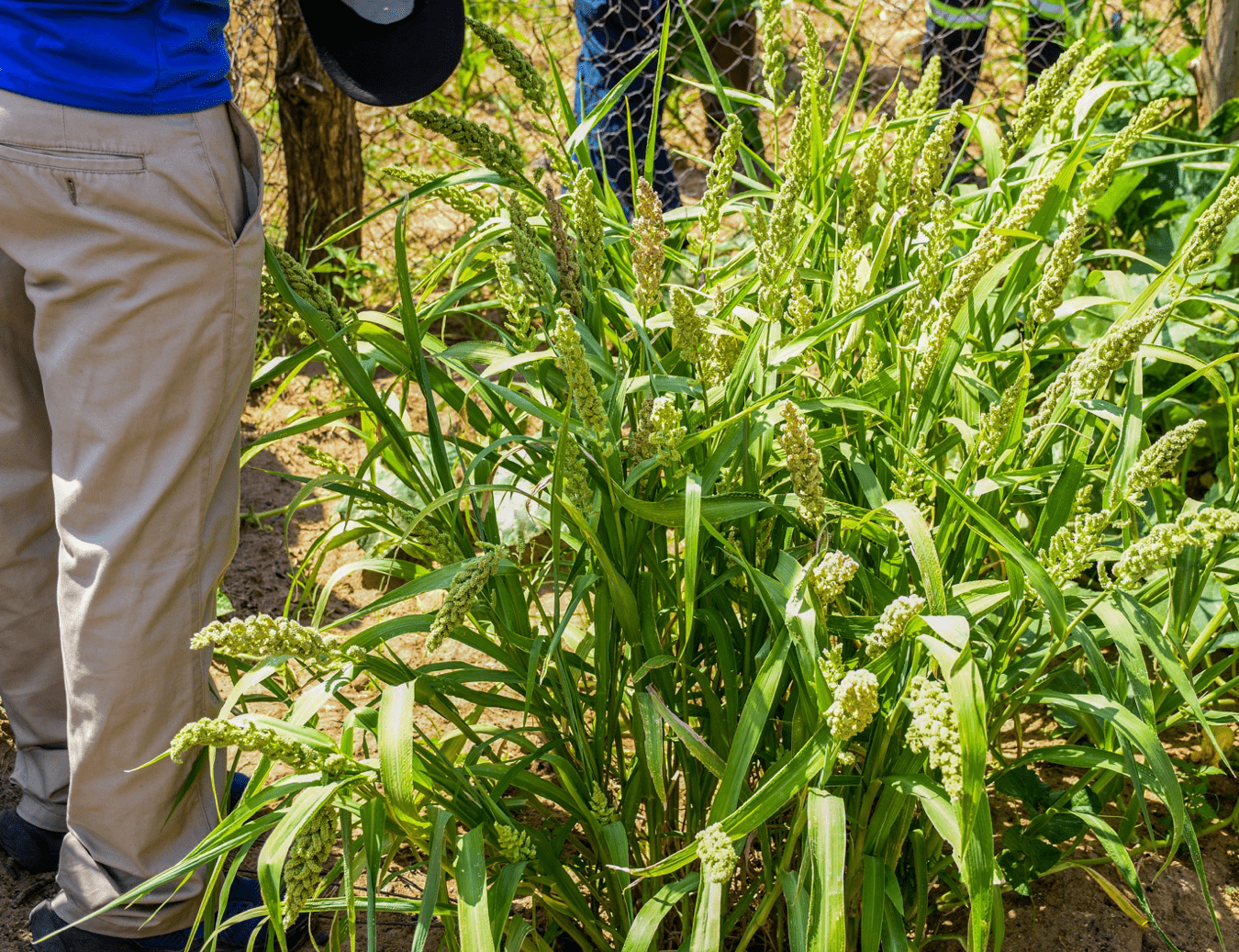 Agroecology farmers emerge from El Niño induced drought unscathed