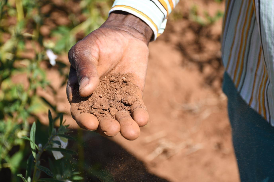 Small-scale farmers thrive in the face of climate change